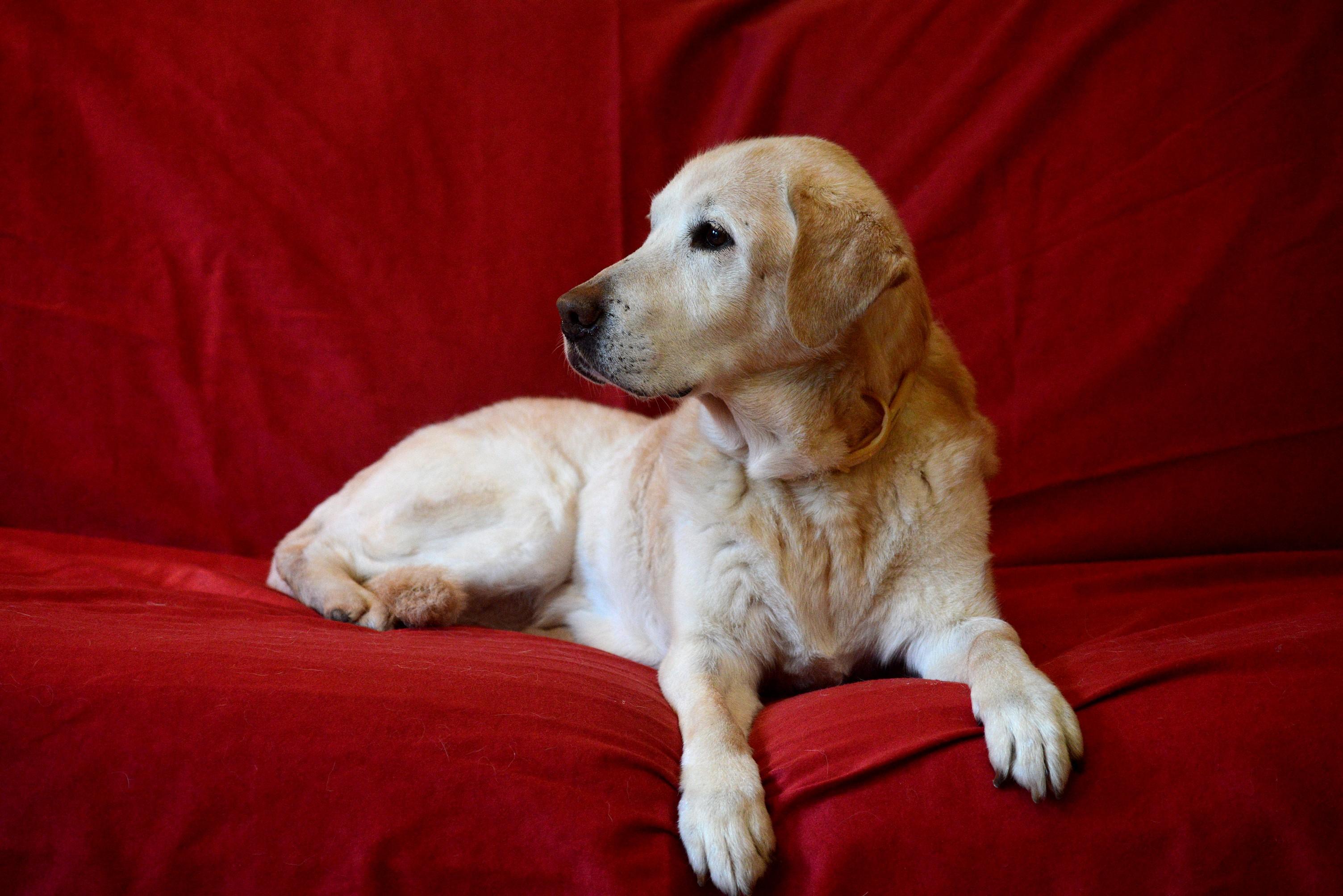 Retriever Rajongók Társasága