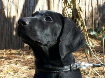 Negra